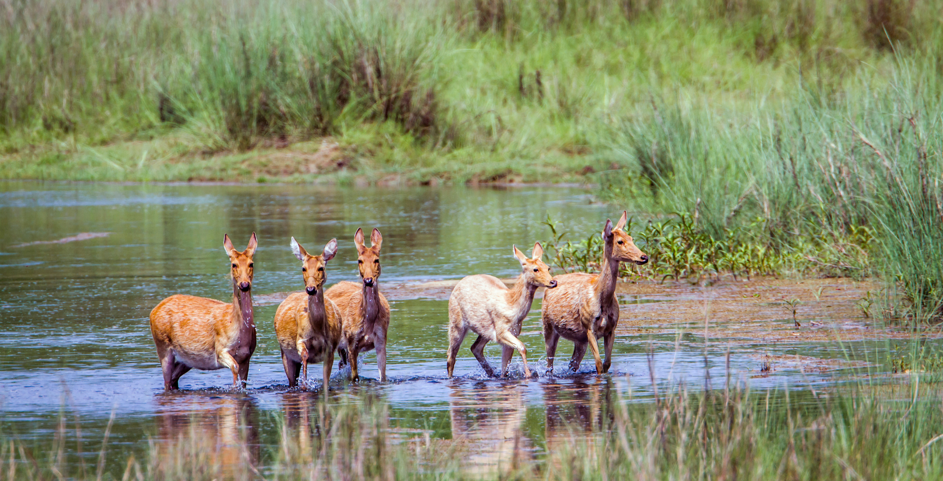 Bardia national park