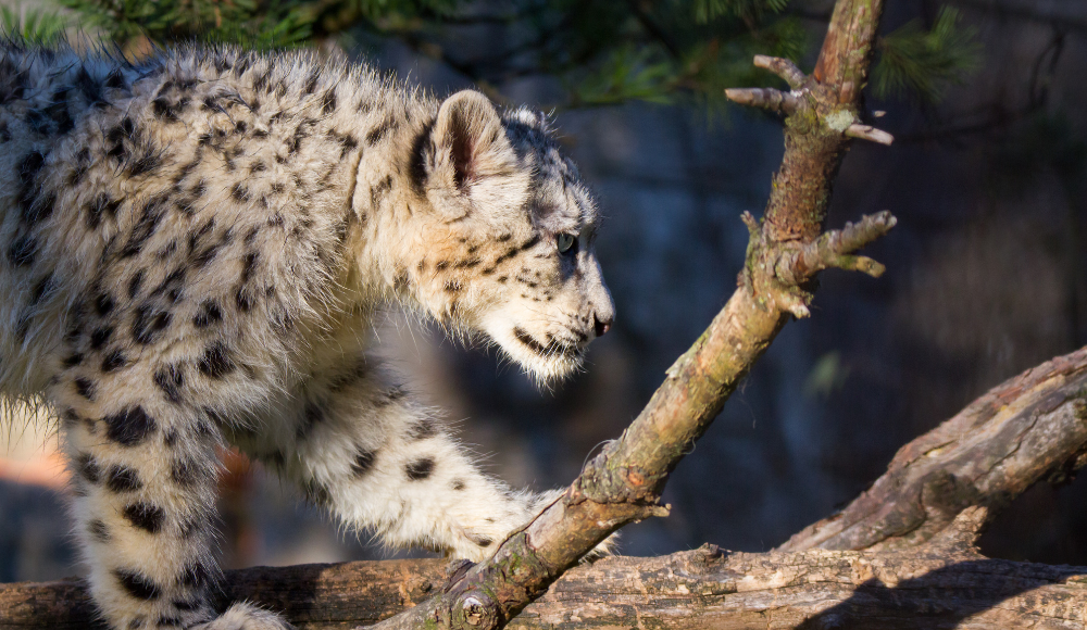 Snow leopard in Nepal