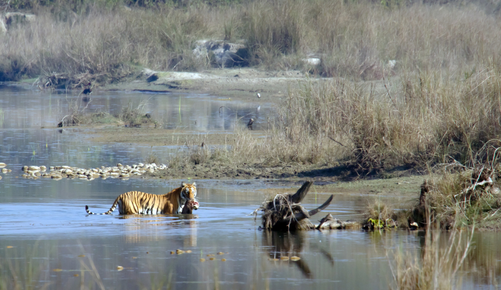 Bardia national park