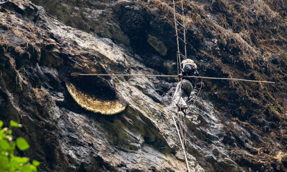 nepal honey hunting tour