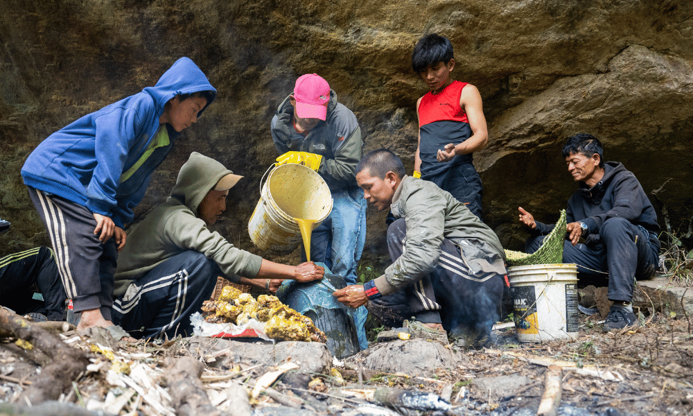 honey hunting in nepal