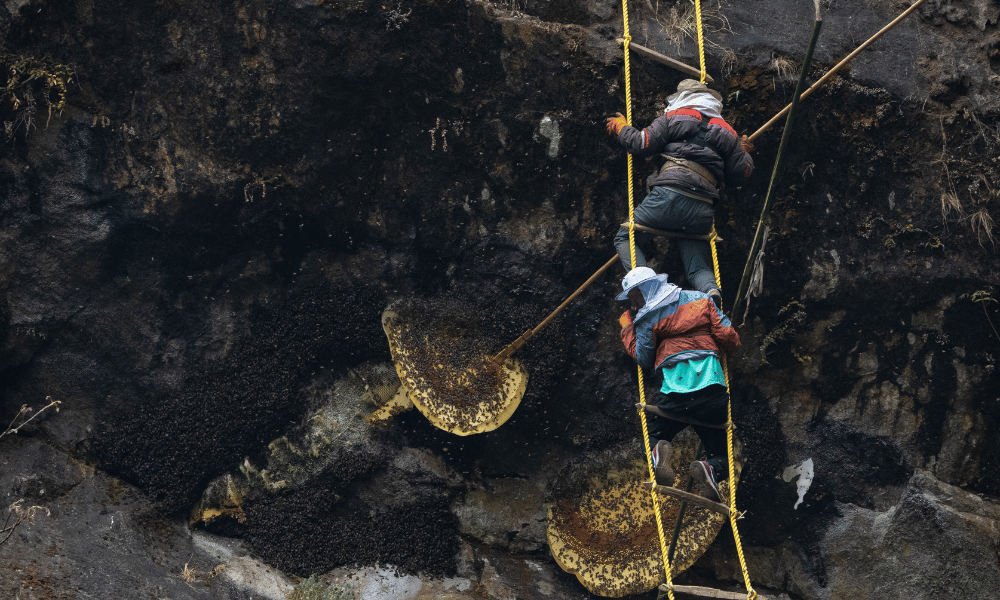 mad honey hunting in nepal