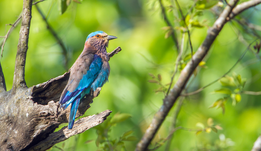 Bird Watching in Nepal