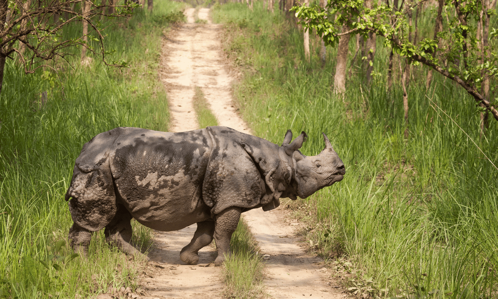 chitwan jungle safari tour